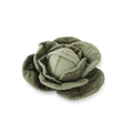 Cabbage POP