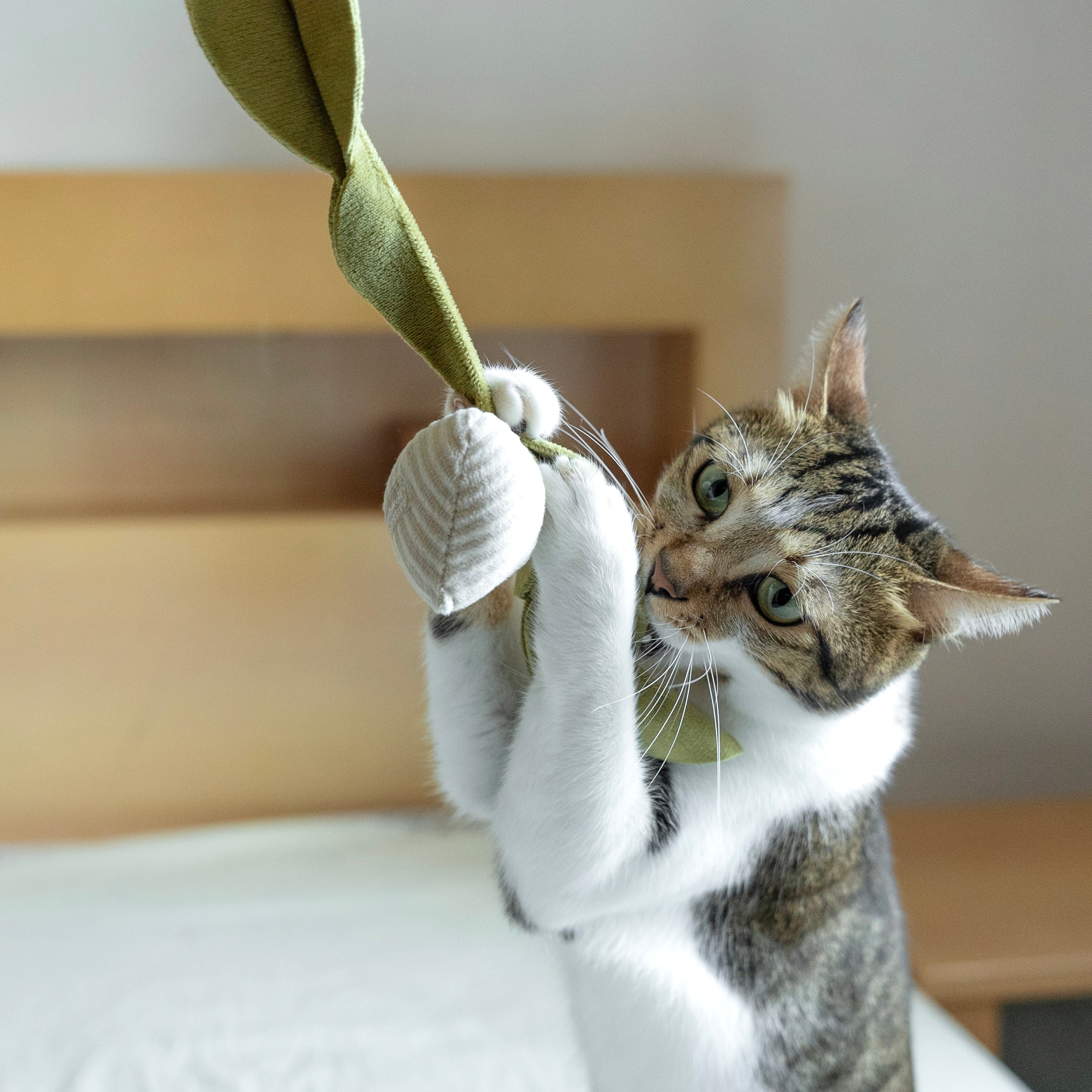 RADISH