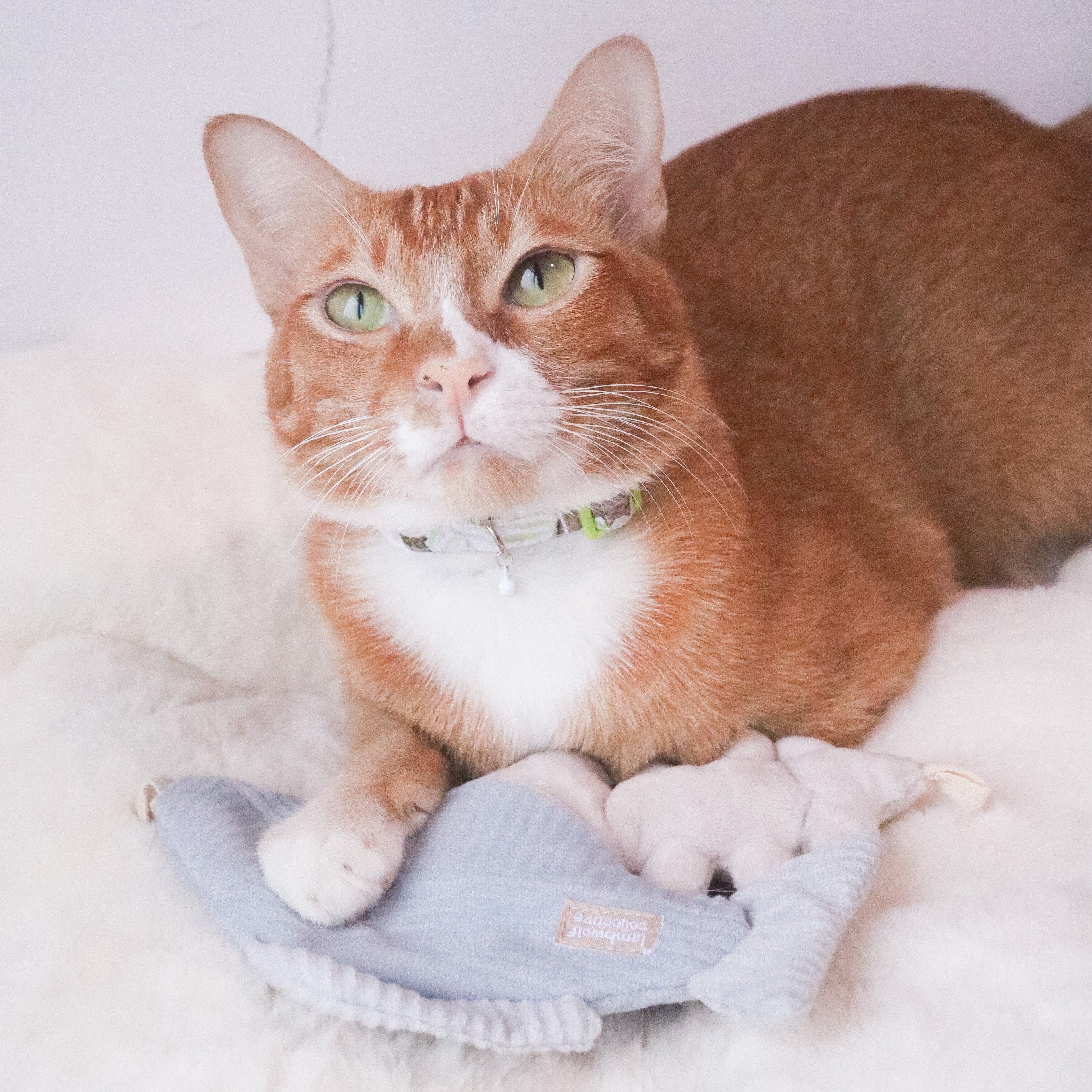 KITTY TROUT