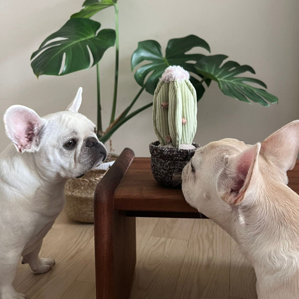 CACTUS