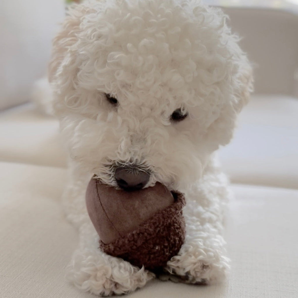 ACORN