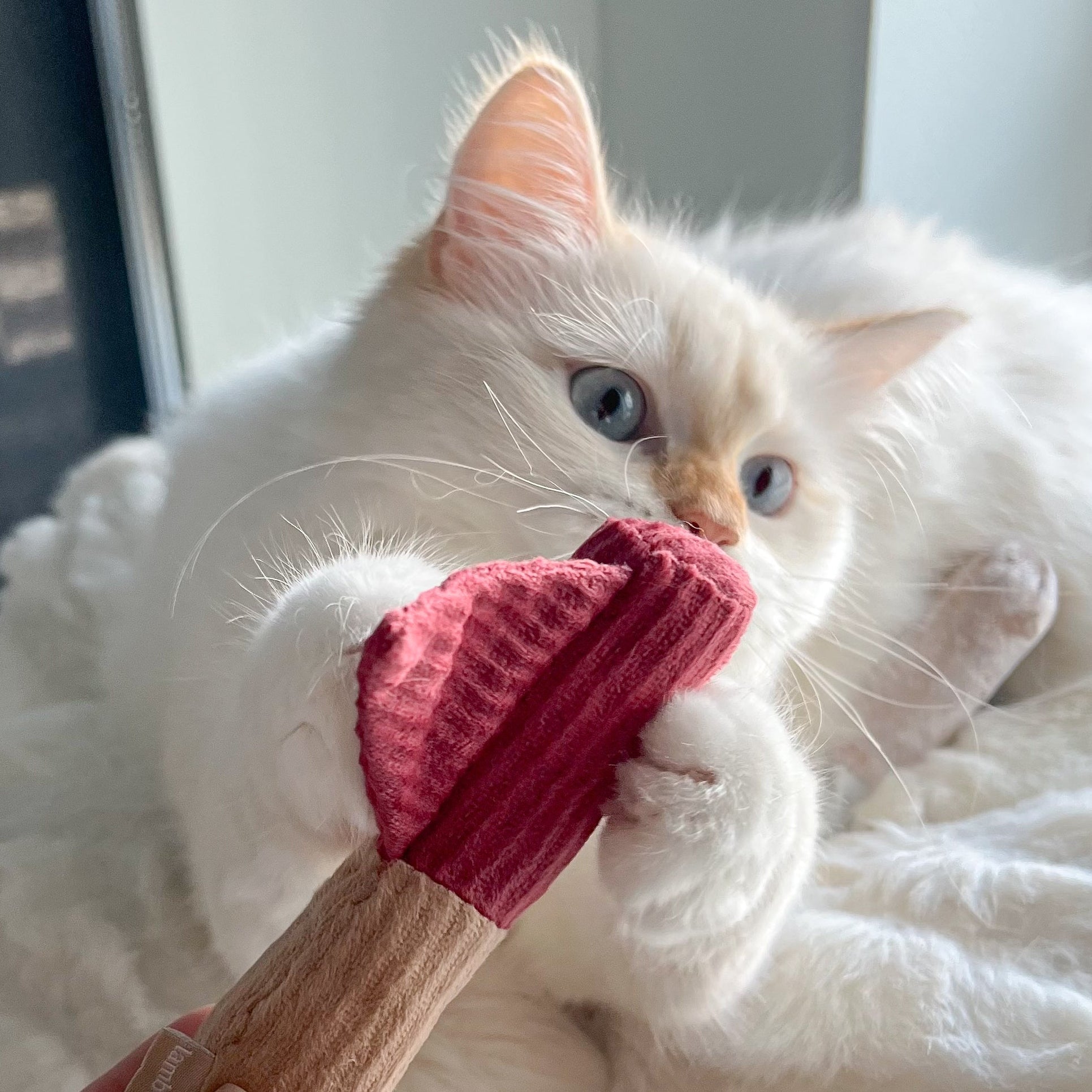 KITTY GOLFER