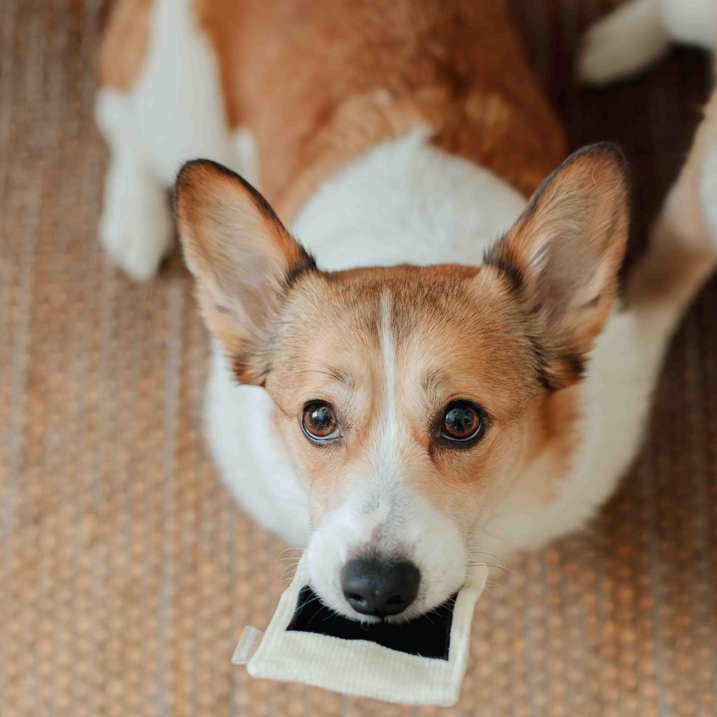 INSTANT CAMERA