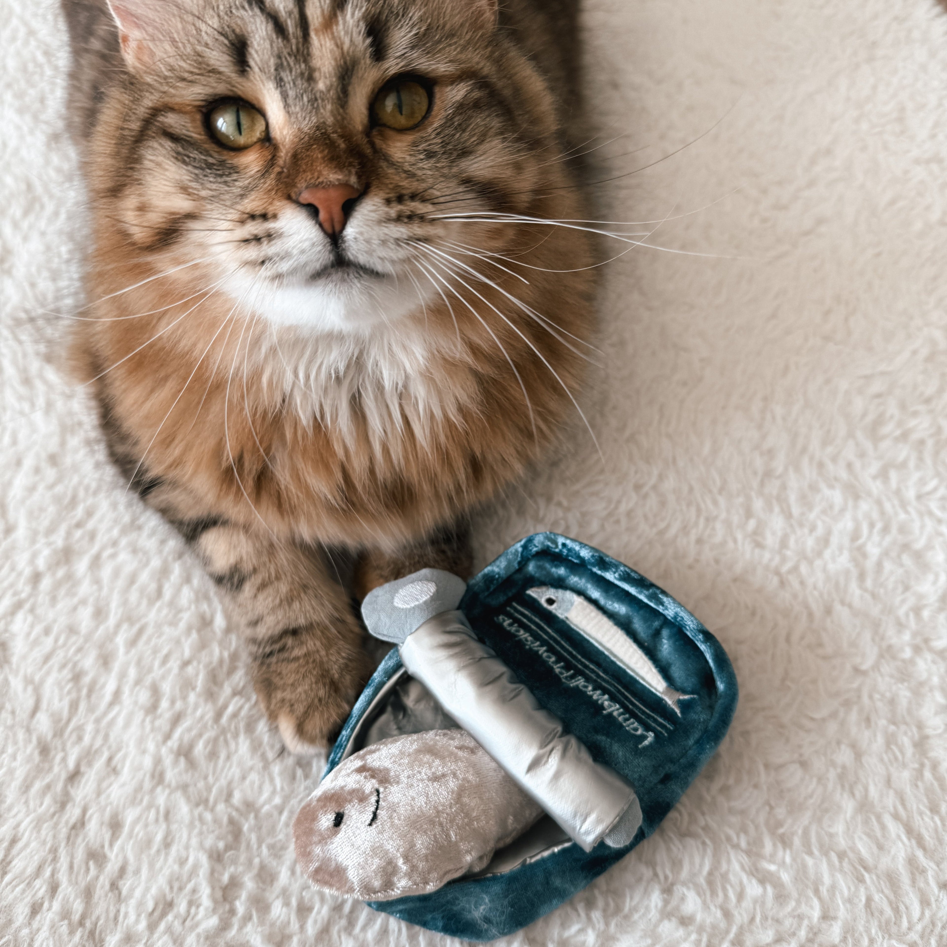 KITTY SARDINES