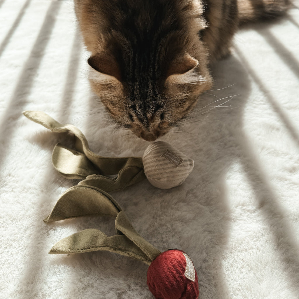 MY RADISH