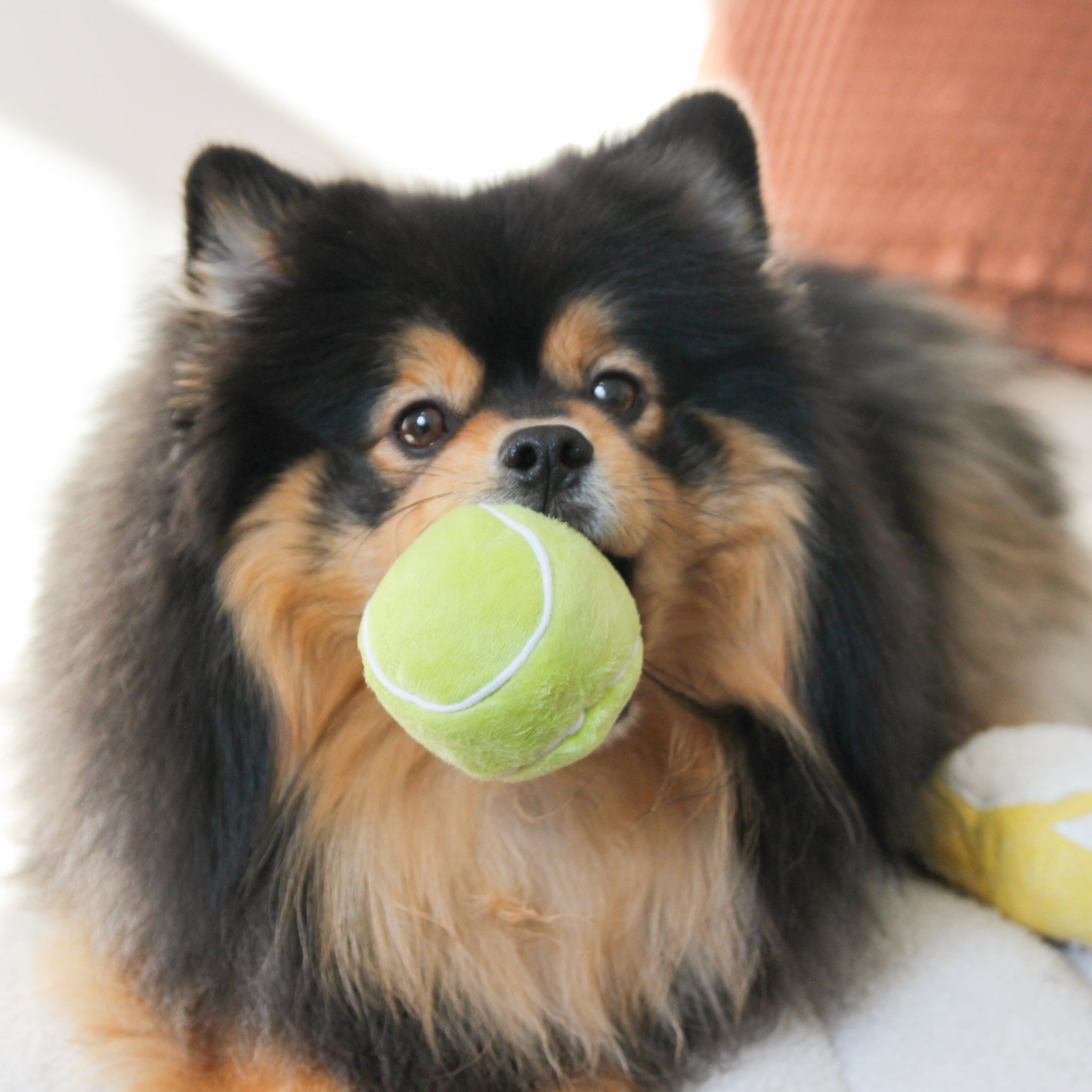 TENNIS POP