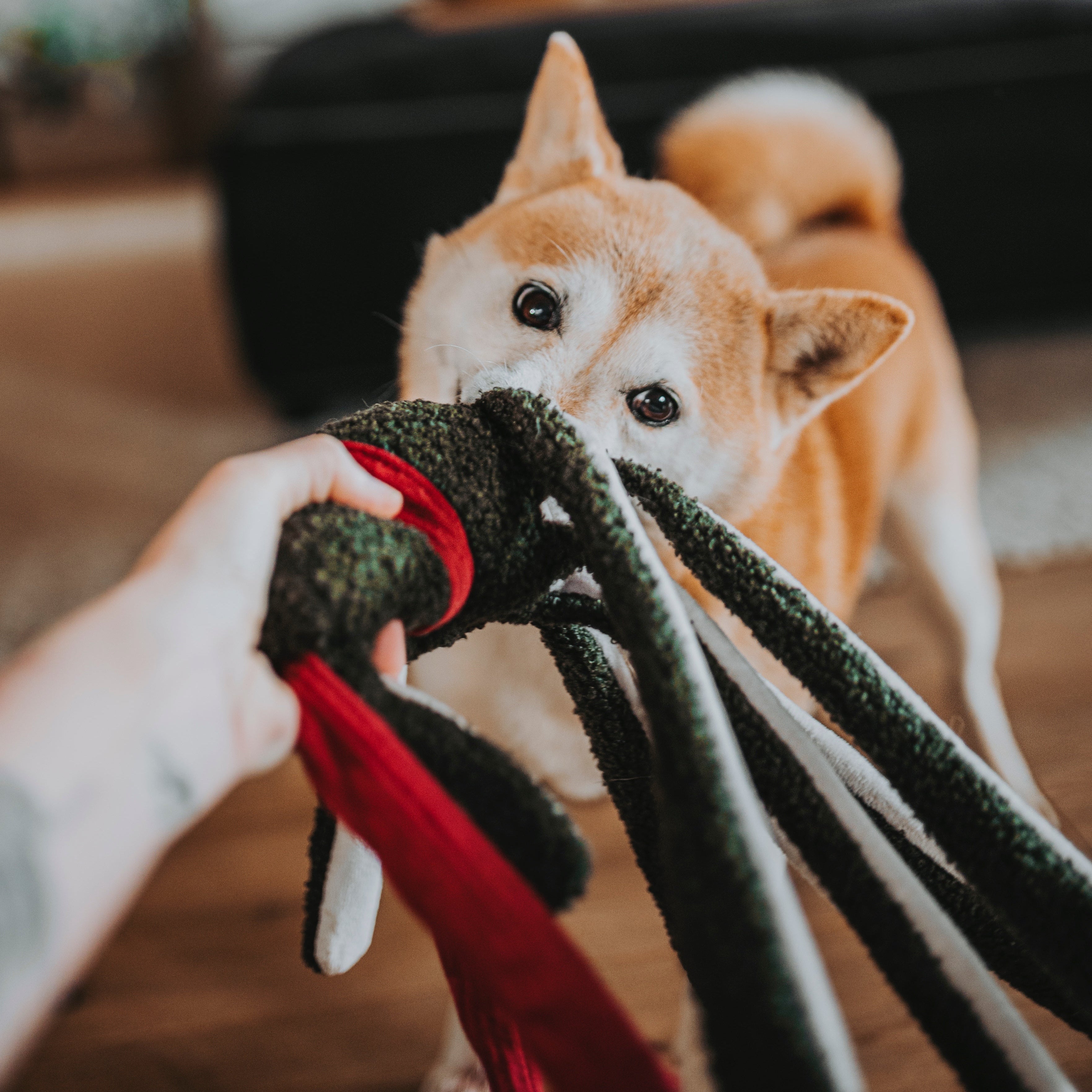 HOLIDAY TAKO