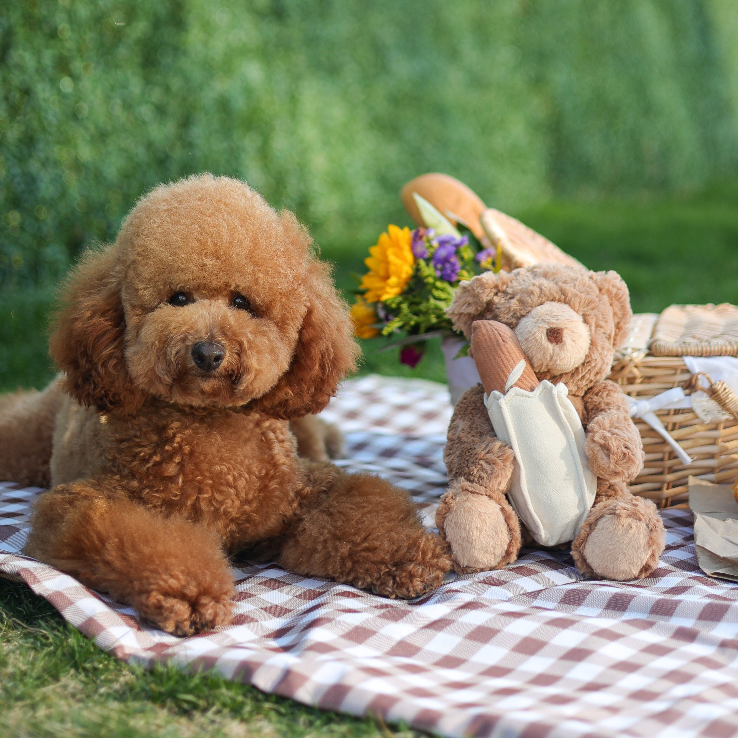 Teddy Baguette