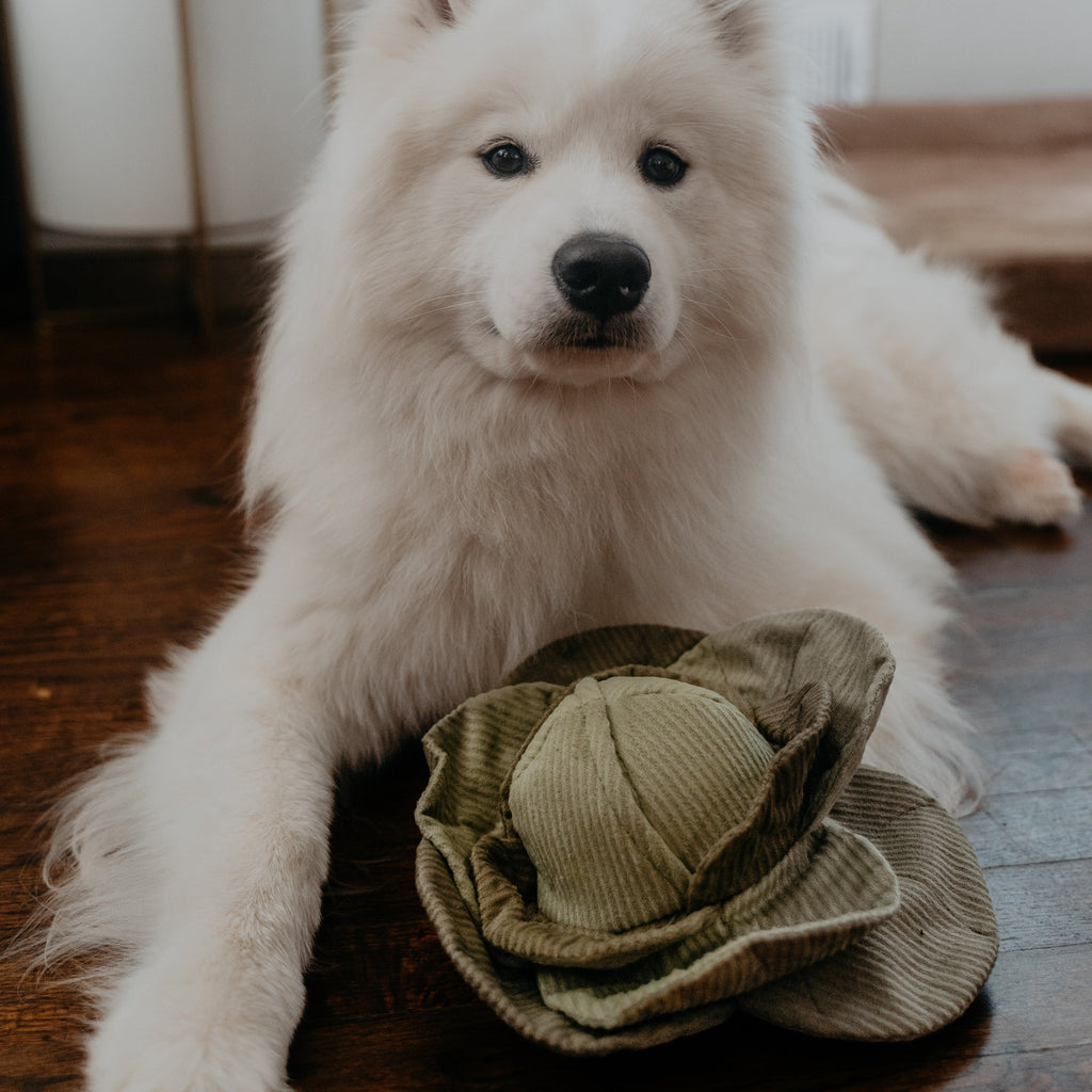 MY LARGE Cabbage POP